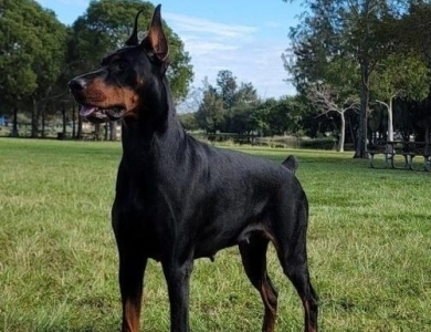 Black Female Doberman Pinscher