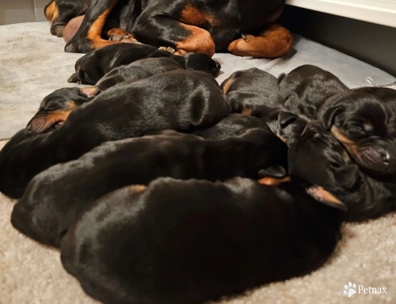 Black Female Doberman Pinscher