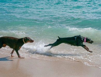 Black Female Doberman Pinscher