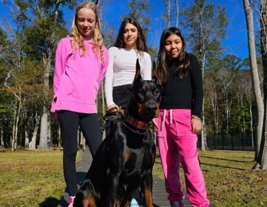 Black Female Doberman Pinscher