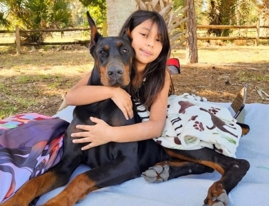 Black Female Doberman Pinscher