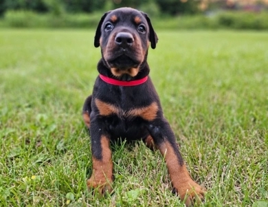 Black Female Doberman Pinscher