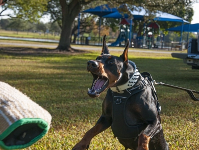 Black Female Doberman Pinscher