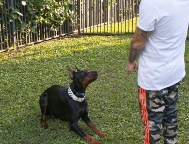 Black Female Doberman Pinscher