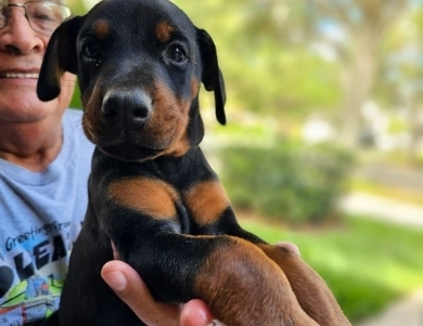 Black Female Doberman Pinscher