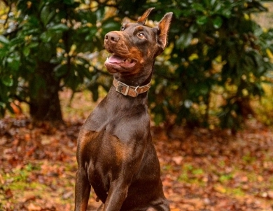 Red Female Doberman Pinscher