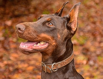 Red Female Doberman Pinscher