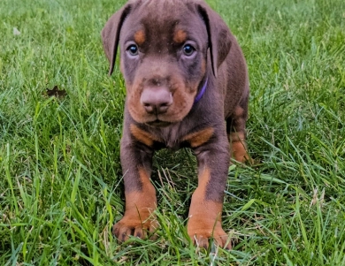 Red Female Doberman Pinscher