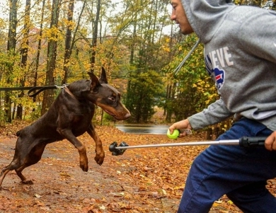 Red Female Doberman Pinscher