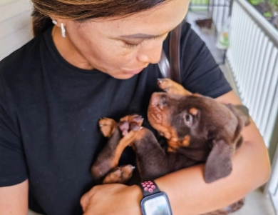 Red Female Doberman Pinscher