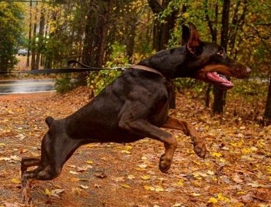 Red Female Doberman Pinscher