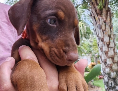 Red Female Doberman Pinscher