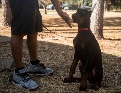 Black Male Doberman Pinscher