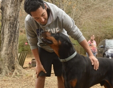 Black Male Doberman Pinscher