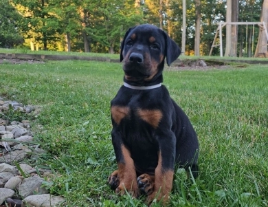 Black Male Doberman Pinscher