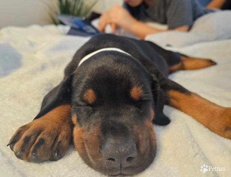 Black Male Doberman Pinscher