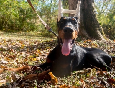 Black Male Doberman Pinscher