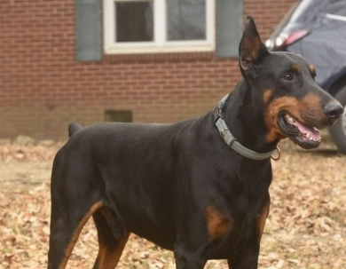 Black Male Doberman Pinscher