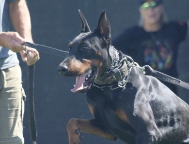 Black Male Doberman Pinscher