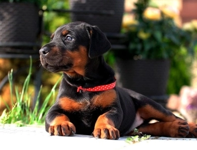 Black Male Doberman Pinscher