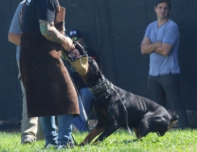 Black Male Doberman Pinscher