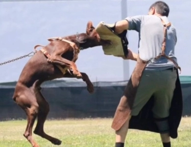 Red Male Doberman Pinscher