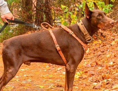 Red Male Doberman Pinscher