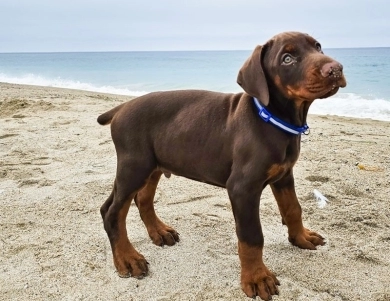 Red Male Doberman Pinscher