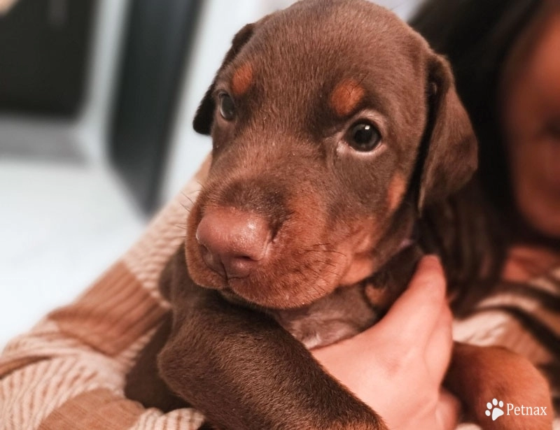 Red Male Doberman Pinscher