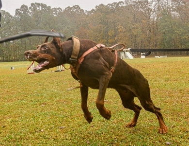 Red Male Doberman Pinscher