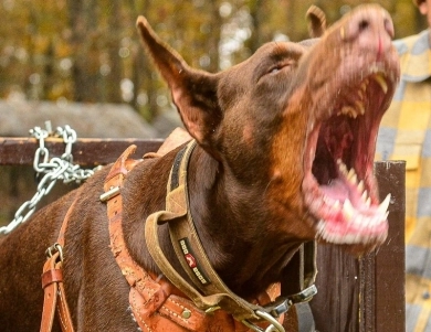 Red Male Doberman Pinscher