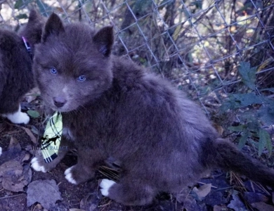 Simba Siberian Husky