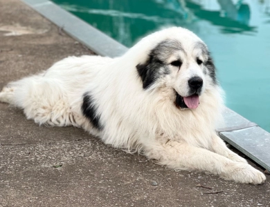 AKC Champion Bloodline Great Pyrenees 