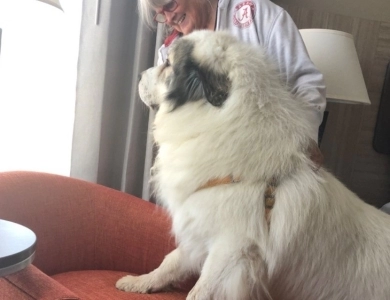 GCH CH Branco (Granados)  Great Pyrenees