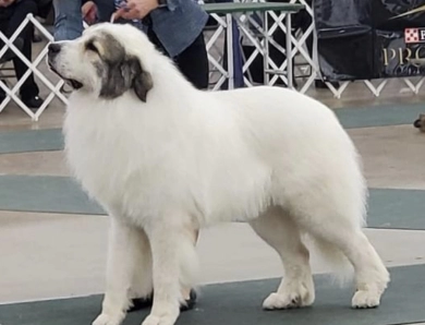 GCH CH Branco (Granados)  Great Pyrenees