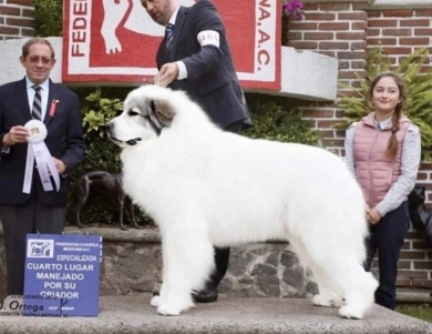 GCH CH Branco (Granados)  Great Pyrenees