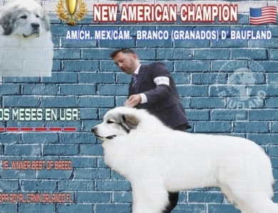 GCH CH Branco (Granados)  Great Pyrenees