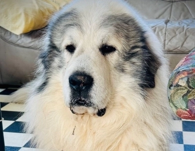 GCH CH Branco (Granados)  Great Pyrenees