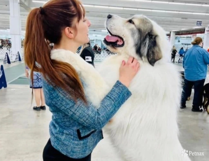 GCH CH Branco (Granados)  Great Pyrenees