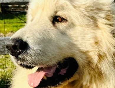 Storybook Tails Farm Prince Phillip  Great Pyrenees