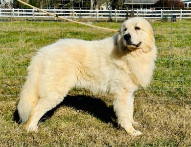 Storybook Tails Farm Prince Phillip  Great Pyrenees