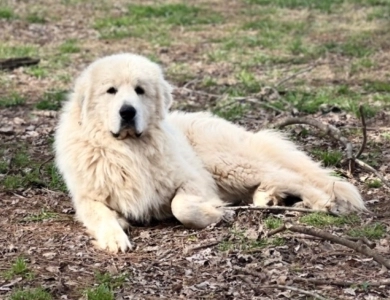 Storybook Tails Farm Prince Phillip  Great Pyrenees