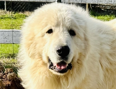 Storybook Tails Farm Prince Phillip  Great Pyrenees