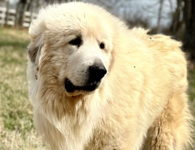 Storybook Tails Farm Prince Phillip  Great Pyrenees