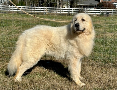 Storybook Tails Farm Prince Phillip  Great Pyrenees