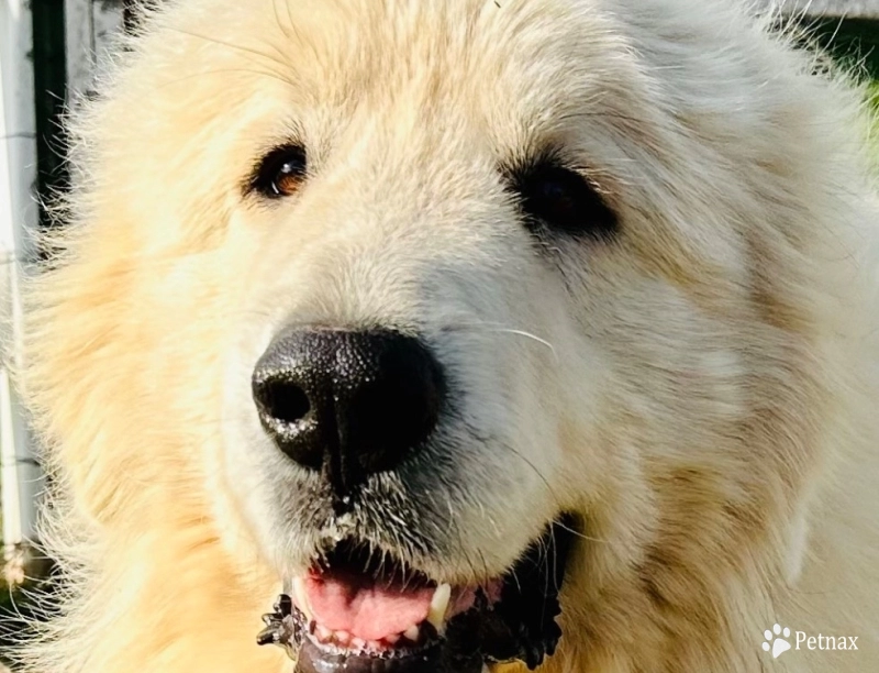 Storybook Tails Farm Prince Phillip  Great Pyrenees