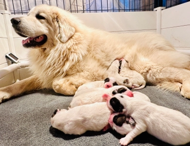 Baufland La Vie En Rose (Titina) Great Pyrenees