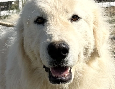 Baufland La Vie En Rose (Titina) Great Pyrenees