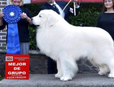 Baufland La Vie En Rose (Titina) Great Pyrenees