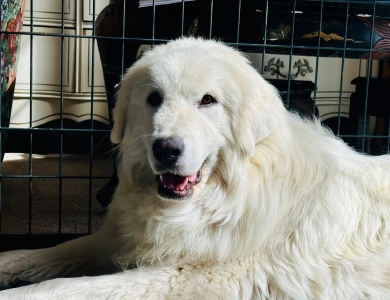 Baufland La Vie En Rose (Titina) Great Pyrenees